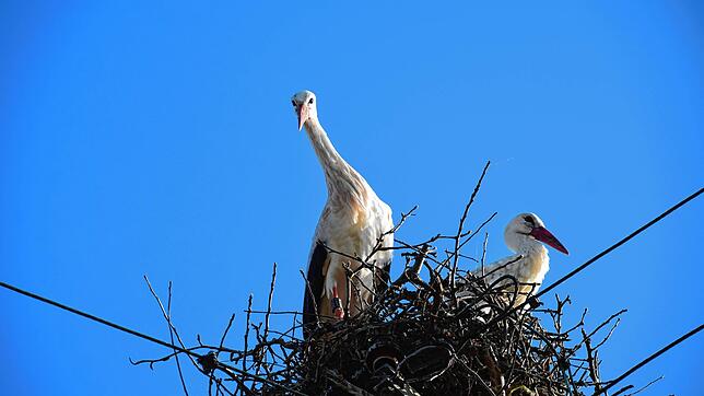 Links im Nest steht der Schweizer Storch. Das Bild entstand vor der Isolierung der Stromleitungen.