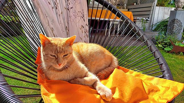 Der Gartensessel mit dem orangefarbenen Kissen ist Oskaers neuer Lieblingsplatz.