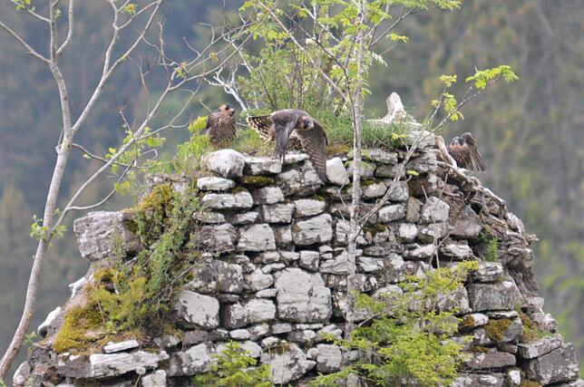 Drei junge Wanderfalken verließen ihren Horst im Turm der Ruine Steinegg bereits Ende Mai.