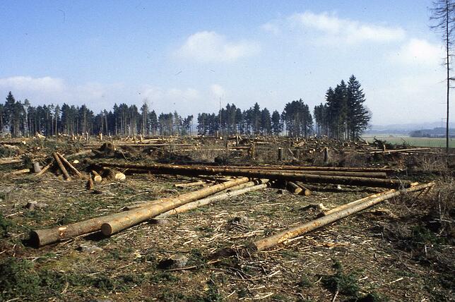 So sah der Bachheimer Wald im Bereich Breitenfeld aus, nachdem Orkan Lothar an Weihnachten 1999 darüber hinweg fegte.