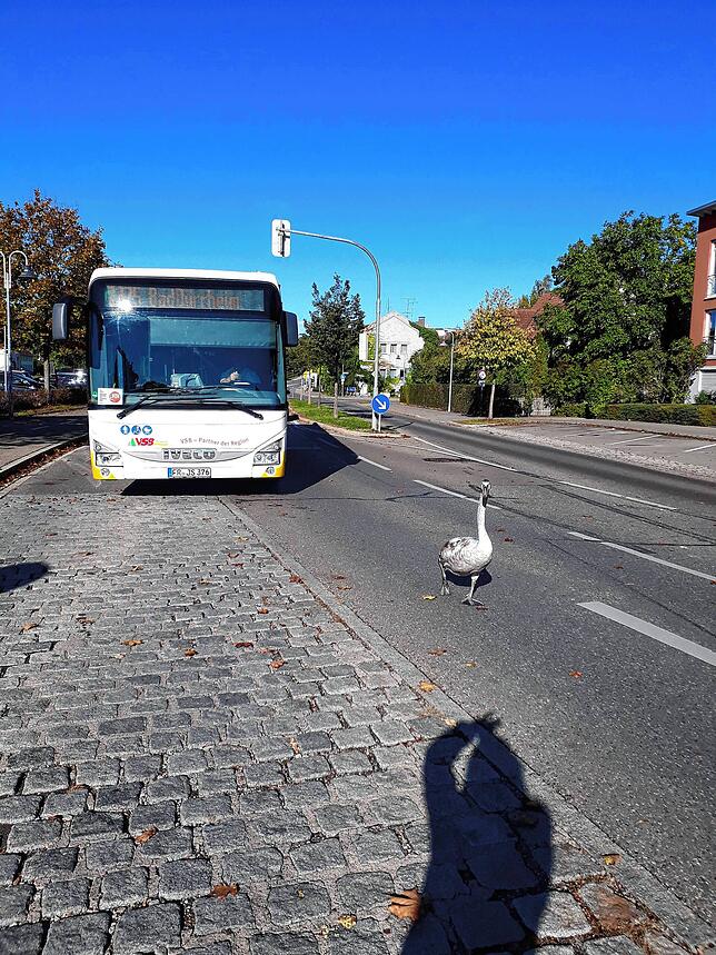 Ein Schwan im Straßenverkehr von Donaueschingen. (Symbolbild)