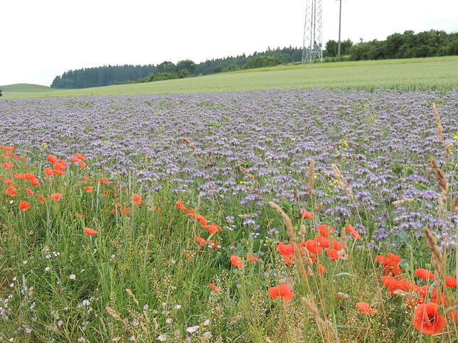 Am Rand der Bienenweide blüht auch Mohn. Bilder: Heike Lubenow-Rapp