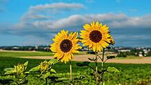 Nach den verregneten Wochen ist endlich wieder Sommerwetter in Sicht – aber die kommenden Tage bleiben vorerst noch kühl.