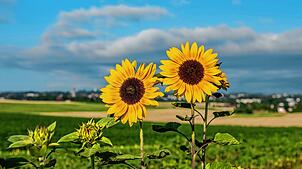 Nach den verregneten Wochen ist endlich wieder Sommerwetter in Sicht – aber die kommenden Tage bleiben vorerst noch kühl.