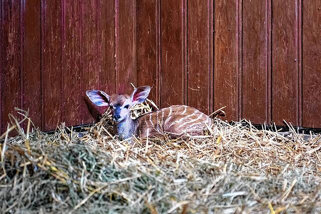 Das Kudu Jungtier versteckt sich im Stroh.