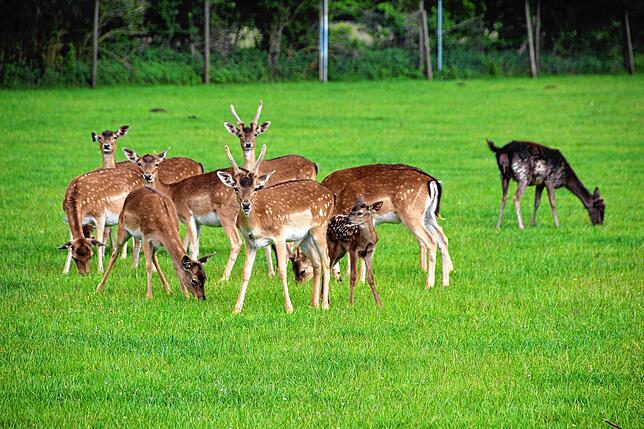 Ein schöner Haltepunkt ist am Damwild-, Rot-und Rehwildgehege bei Hausen am Andelsbach.