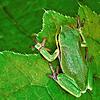 Selten geworden und streng geschützt, aber gut getarnt: Der kleine knallgrüne Laubfrosch, der den neuen Lebensraum bei ...