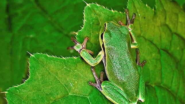 Selten geworden und streng geschützt, aber gut getarnt: Der kleine knallgrüne Laubfrosch, der den neuen Lebensraum bei ...