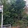 Dieses Grundstück mit einem alten Haus und hohen Bäumen im Staader Renkenweg ist zu haben. Dabei hatte ein Bauherr schon konkrete Pläne, ...