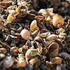 Überbleibsel von Muscheln und Schnecken am Bodenseeufer.