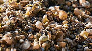 Überbleibsel von Muscheln und Schnecken am Bodenseeufer.