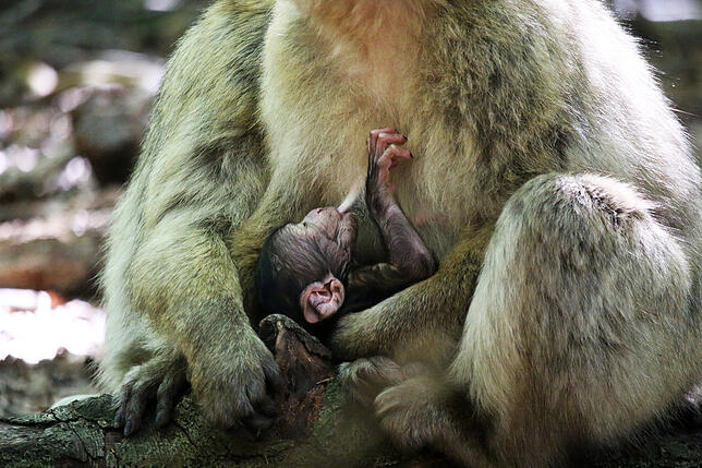 Dass die Affenbabys von der Mutter mit Milch versorgt werden, ist vor allem in der ersten Woche wichtig.