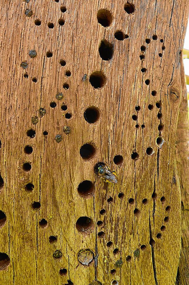 mdx 19 deg insektenhotel_1 Ein Insektenhaus im Naturgarten von Rolf Servos. Eine Wildbiene krabbelt gerade in eine der Öffnungen. In den verschlossenen Bohrungen ...