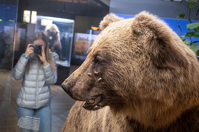 Problembär Bruno ist heute nurmehr ausgestopft zu bewundern – im Münchner Museum Mensch und Natur.