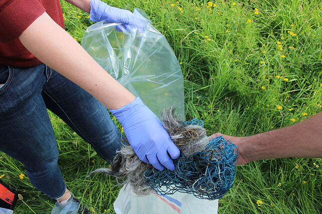 Eine Tierärztin vom Veterinäramt sammelte im Juli Fellstücke ein und brachte sie zur Analyse in ein Labor.