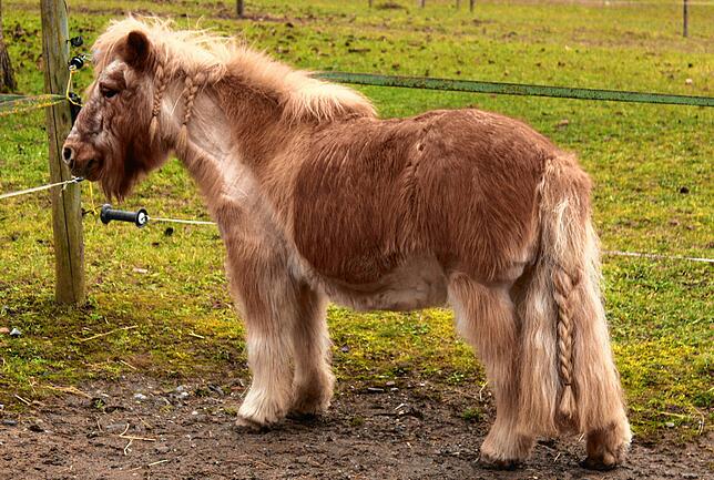 Shetland-Pony Topsi ist mit 27 Jahren ein älteres Semester. Das kleine Pferd lebt auf den Steinhöfen bei Familie Maier-Viellieber.