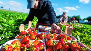 Eine Erntehelferin pflückt auf einem Feld frische Erdbeeren (Archivbild). Die Landwirte im Südwesten fordern Ausnahmen im Falle einer ...