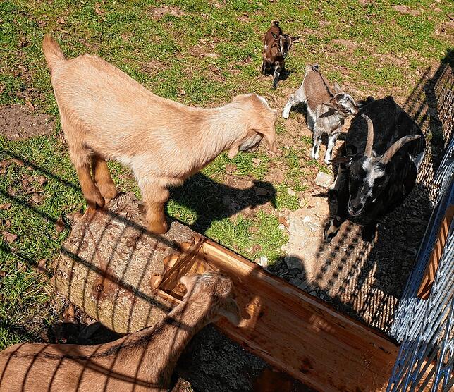 Bild 5: Tiere im Wildgehege und ihr Nachwuchs genießen die Sonne