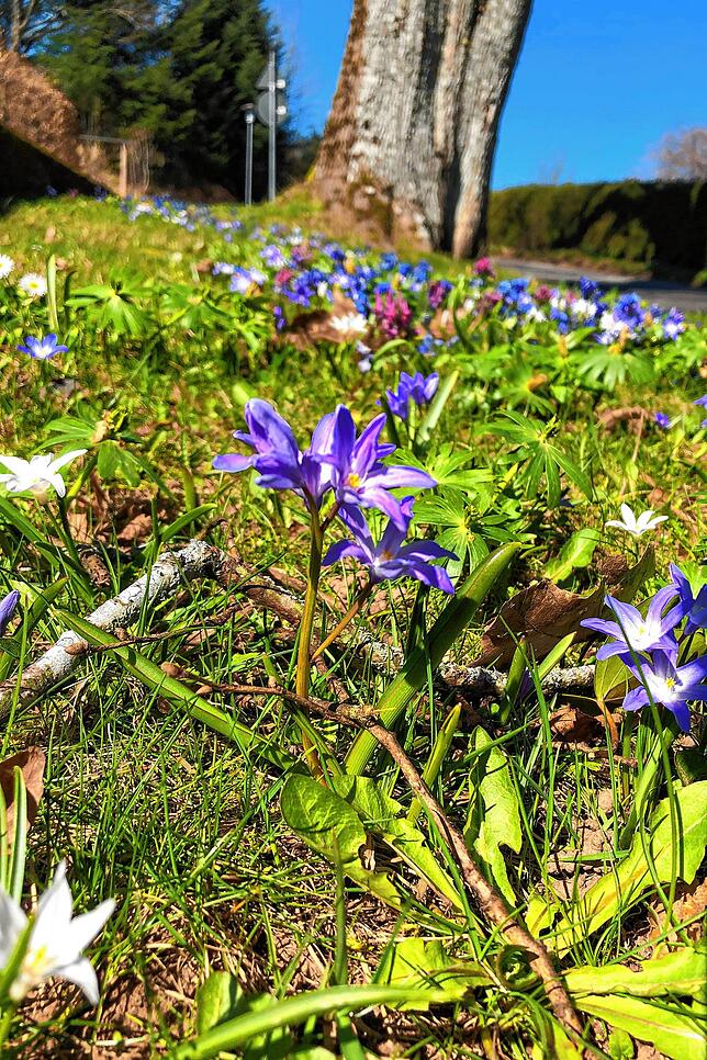 Es braucht Geduld bis ein Projekt realisiert ist und bis sich dann die Ergebnisse zeigen. Im Bild die Frühblüherwiese unter den Linden ...