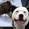Singen hat die Hundesteuer für sogenannte Kampfhunde wie den Pit Bull Terrier (vorn) oder den American Staffordshire Terrier (hinten) ...