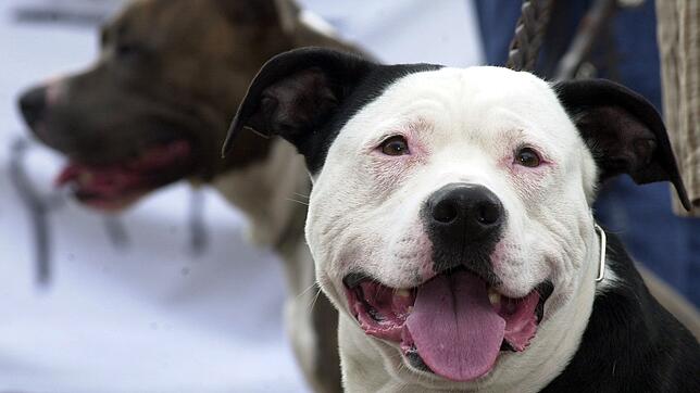 Singen hat die Hundesteuer für sogenannte Kampfhunde wie den Pit Bull Terrier (vorn) oder den American Staffordshire Terrier (hinten) ...