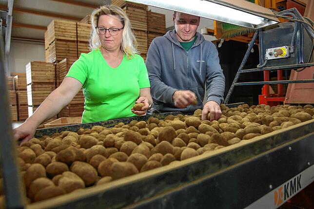 Viel Wert legen Michaela und Dieter Frick (Bild) darauf, dass auch beim Sortieren der Kartoffeln sorgsam gearbeitet wird.