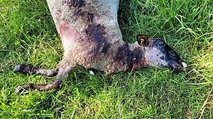 Sieben von Anita Simons zehn Schafen sind vermutlich einem Wolfsangriff zum Opfer gefallen.