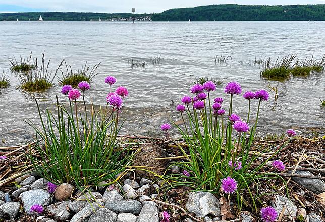 Bei den überschwemmten Polstern im Flachwasser hinter den leuchtenden Schnittlauchblüten handelt es sich um die Bodensee-Schmiele, ein ...