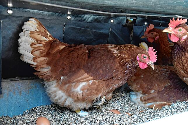 Erwischt. Dieses Huhn hat gerade ein Ei gelegt.