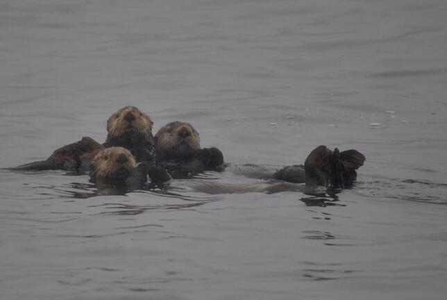 Bild 7: Die schönsten Tierfotos aus Alaska und British Columbia
