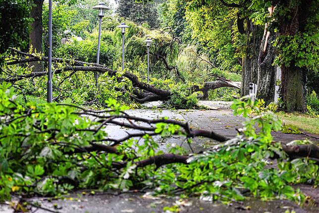 Bild 6: Umgestürzte Bäume sorgen für viel Arbeit für alle: Die Bilder nach dem Unwetter aus Radolfzell