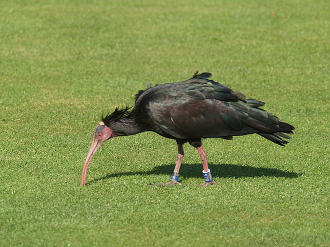 Sonic, fotografiert an einem Golfplatz in Domat/Ems, hat es als erster Waldrapp der Handaufzucht 2017 eigenständig von Winterquartier in ...