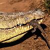 Ein Nilkrokodil wie dieses hat einst ein Niedereschacher erlegt. Die Haut des stolzen Panzertiers wird jetzt im Naturkundemuseum in ...