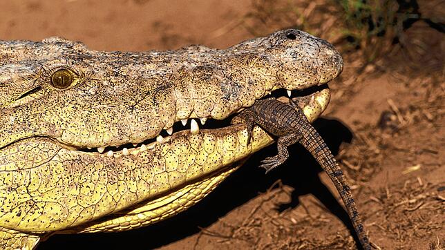 Ein Nilkrokodil wie dieses hat einst ein Niedereschacher erlegt. Die Haut des stolzen Panzertiers wird jetzt im Naturkundemuseum in ...