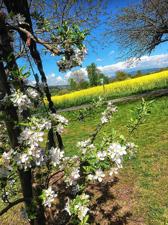 Auf den Wiesen und am Straßenrand sprießen überall Frühlingsboten wie die Apfelblüte.