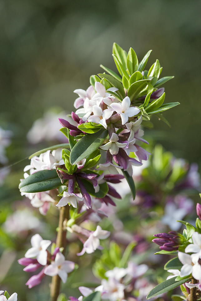 Der Seidelbast hat hübsche Blüten und bildet verlockende rote Beeren aus. Beides sehr verlockend gerade für Kinder. Doch Achtung: Rinde ...
