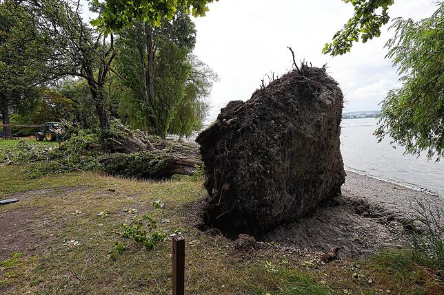 Auch diese Pappel musste sich dem Sturm beugen. Ihre Wurzel wurde aus dem Boden gerissen.