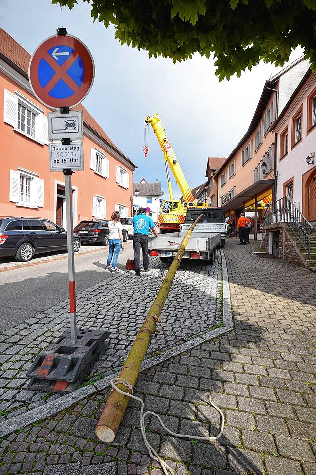 Bild 3: 18 Meter hoher Narrenbaum schwebt per Kran ins Museum ein: Der ungewöhnliche Einsatz der Zimmerergilde für die Fasnachts-Ausstellung in Bildern