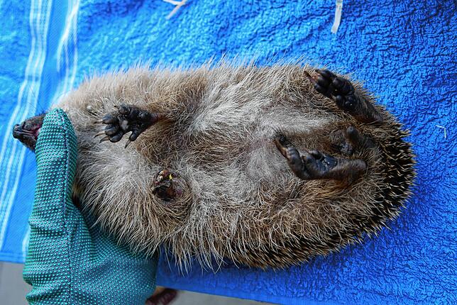 Ein Igel mit einer Verletzung.