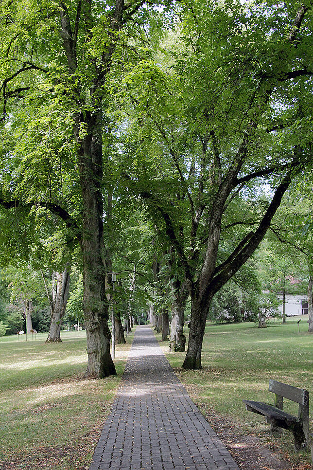 Baumriesen spenden Spaziergängern auf den Friedhofswegen reichlich Schatten.