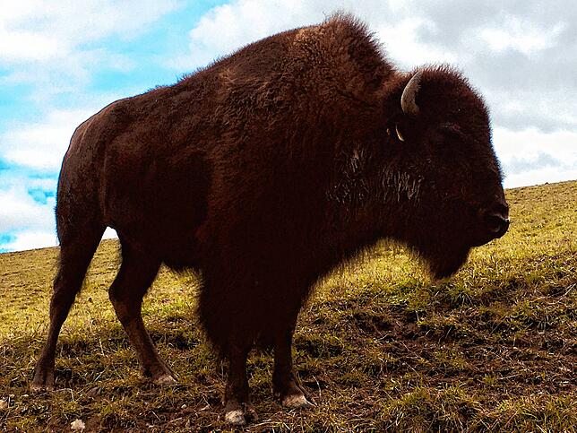 Bisons erreichen eine beachtliche Größe.