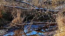 Ein Biberdamm hinter dem Klosterweiher. Das Wasser ist aufgestaut, vorne ist nur ein Rinnsal. In den Sommermonaten ist genau das ein ...