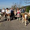Der Gaudi-Almabtrieb vom Ottilienberg/Stockmihlialm in die Kernstadt mit Kühen, Geißen und Ziegen findet bei herrlichem Oktoberwetter ...