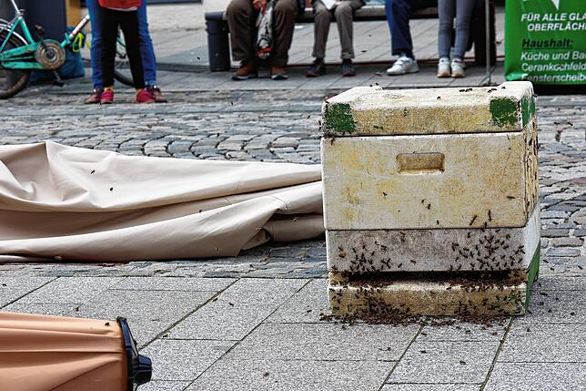 In der Schwarmkiste muss die Königin sein. Die schüttet den Botenstoff Pheromon aus, um den Schwarm anzulocken.