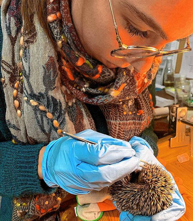 Lara Martin entfernt mit einer Pinzette Fliegeneier von der geschwächten Igelin Pia. Ohne Hilfe hätte das Igelchen nach Einschätzung von ...