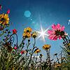 Die Sonne scheint vom blauen Himmel auf ein Blütenmeer: Blumen bezaubern mit ihrer einzigartigen Schönheit und ihren verlockenden Düften.