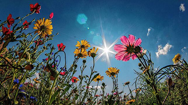 Die Sonne scheint vom blauen Himmel auf ein Blütenmeer: Blumen bezaubern mit ihrer einzigartigen Schönheit und ihren verlockenden Düften.