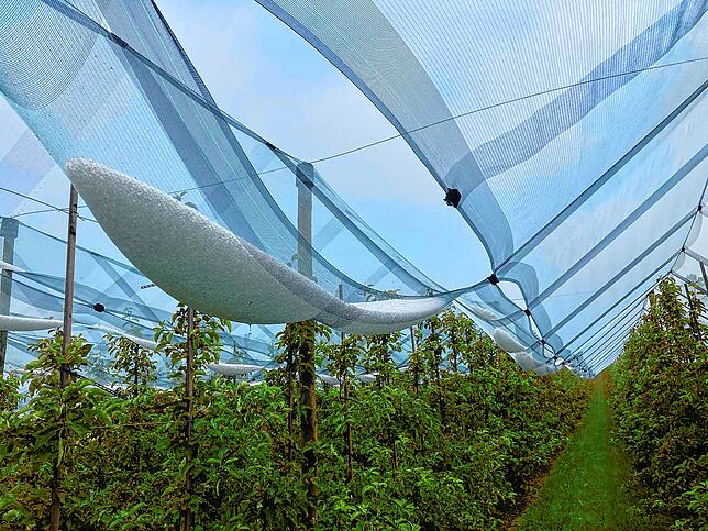 Eine große Menge Hagel: Ohne Netze wären die Äpfel in der Plantage stark beschädigt worden, sagt Lukas Fahr.