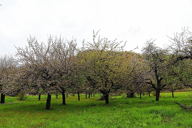 Bild 8: Streit um das Freiwiesle: So sieht die Streuobstwiese aktuell aus
