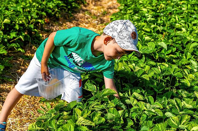 Bild 20: Sommerzeit ist Erdbeerzeit